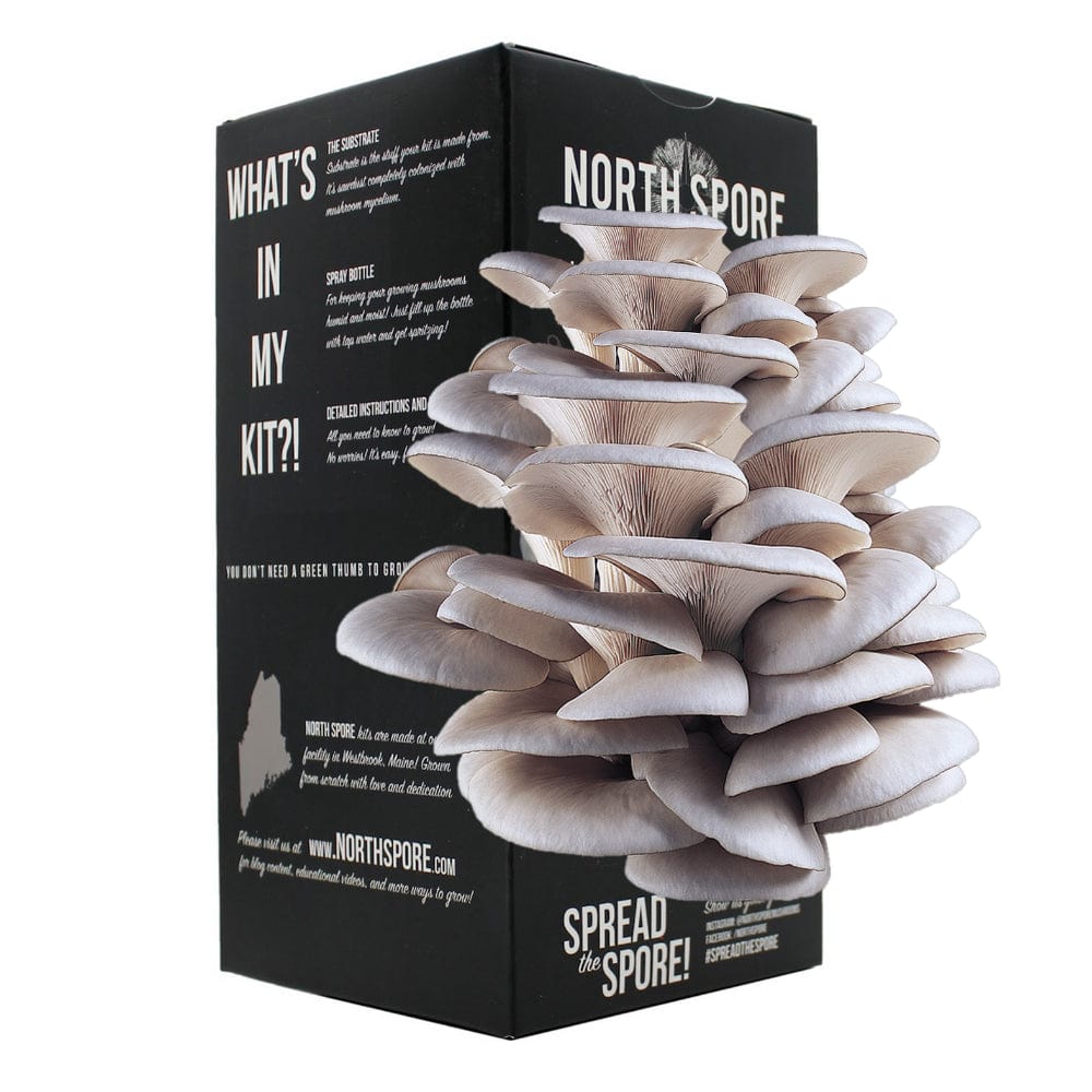 Blue Oyster Mushroom Spray & Grow Kit by North Spore
